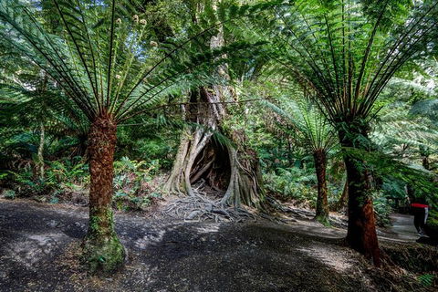 Adelaide To Melbourne 3-Day Trip Through Grampians And Great Ocean Road - Mackay Tourism 4
