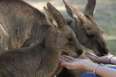 Full-Day Tour In South Australia Highlights - Mackay Tourism 7