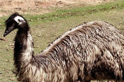 Full-Day Tour In South Australia Highlights - Mackay Tourism 3