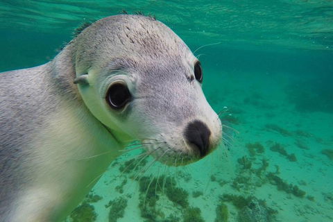 6-Day Eyre Peninsula & Flinders Ranges Adventure Tour - Mackay Tourism 3