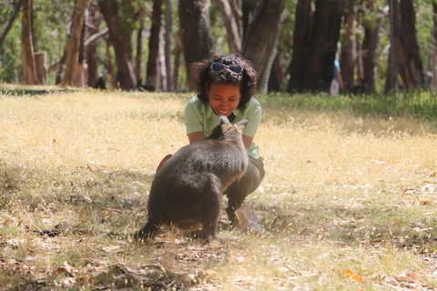 Shore Excursion: Adelaide City Sights, Cleland Wildlife, Mount Lofty, Penfolds - Mackay Tourism 1