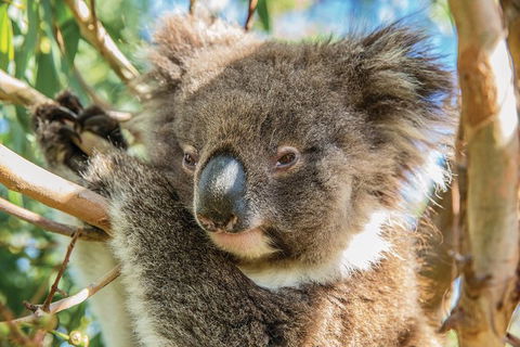 Shore Excursion: Adelaide City Sights, Cleland Wildlife, Mount Lofty, Penfolds - Mackay Tourism 2