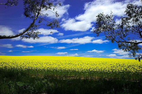 Get UnCorked In Clare Valley Tour From Adelaide - Mackay Tourism 8