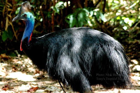 Daintree Rainforest, Cape Tribulation, Mossman Gorge In A Day - Mackay Tourism 1