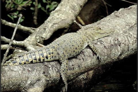 Daintree Rainforest, Cape Tribulation, Mossman Gorge In A Day - Mackay Tourism 4