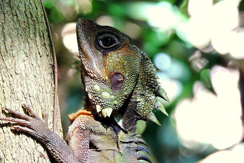 Daintree Rainforest, Cape Tribulation, Mossman Gorge In A Day - Mackay Tourism 8