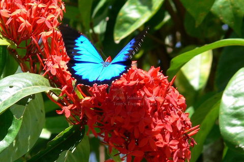 Daintree Rainforest, Cape Tribulation, Mossman Gorge In A Day - Mackay Tourism 9