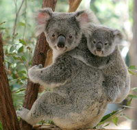 Lone Pine Koala Sanctuary Day Pass - Mackay Tourism