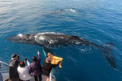 Hervey Bay Whale Watching Experience - Mackay Tourism 6