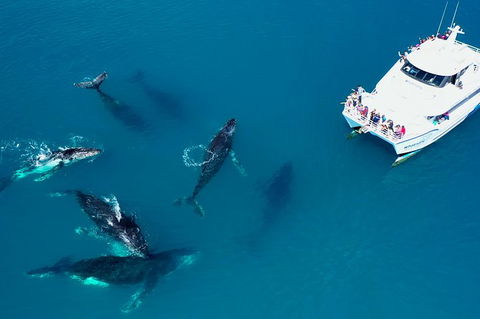 Hervey Bay Whale Watching Experience - Mackay Tourism 7