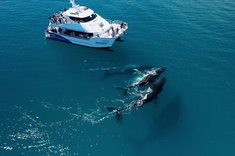 Hervey Bay Whale Watching Experience - Mackay Tourism 2