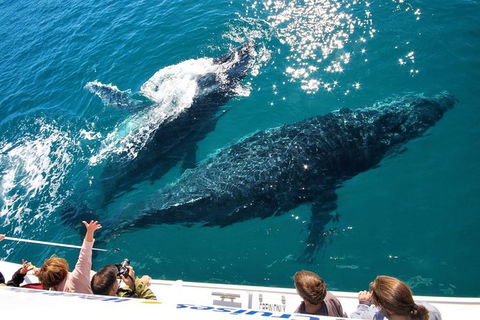 Hervey Bay Whale Watching Experience - Mackay Tourism 12