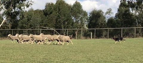 Lone Pine Koala Sanctuary Admission With Brisbane River Cruise - Mackay Tourism 14