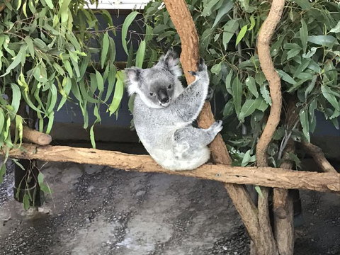 Lone Pine Koala Sanctuary Admission With Brisbane River Cruise - Mackay Tourism 21