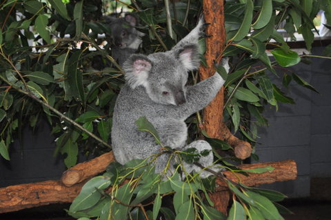 Lone Pine Koala Sanctuary Admission With Brisbane River Cruise - Mackay Tourism 6