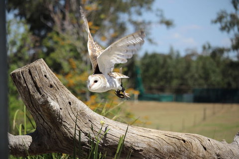 Lone Pine Koala Sanctuary Admission With Brisbane River Cruise - Mackay Tourism 25