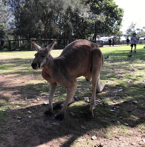 Lone Pine Koala Sanctuary Admission With Brisbane River Cruise - Mackay Tourism 15