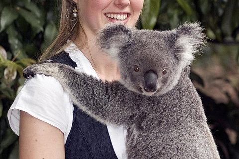Lone Pine Koala Sanctuary Admission With Brisbane River Cruise - Mackay Tourism 1