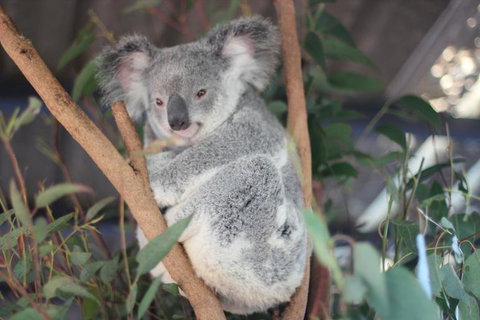 Lone Pine Koala Sanctuary Admission With Brisbane River Cruise - Mackay Tourism 9