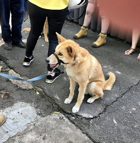 Lone Pine Koala Sanctuary Admission With Brisbane River Cruise - Mackay Tourism 22