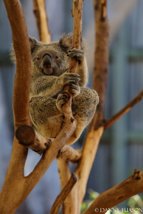 Lone Pine Koala Sanctuary Admission With Brisbane River Cruise - Mackay Tourism 24