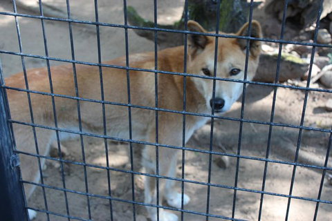 Lone Pine Koala Sanctuary Admission With Brisbane River Cruise - Mackay Tourism 10