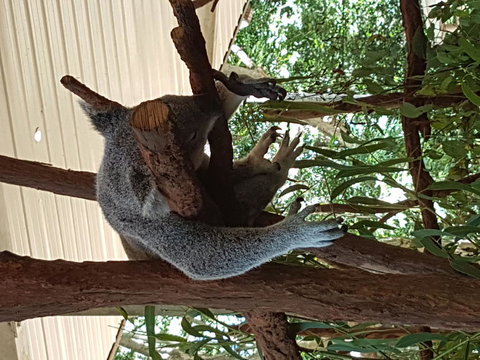 Lone Pine Koala Sanctuary Admission With Brisbane River Cruise - Mackay Tourism 2