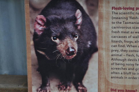 Lone Pine Koala Sanctuary Admission With Brisbane River Cruise - Mackay Tourism 4