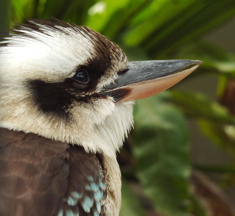 Lone Pine Koala Sanctuary Admission With Brisbane River Cruise - Mackay Tourism 23