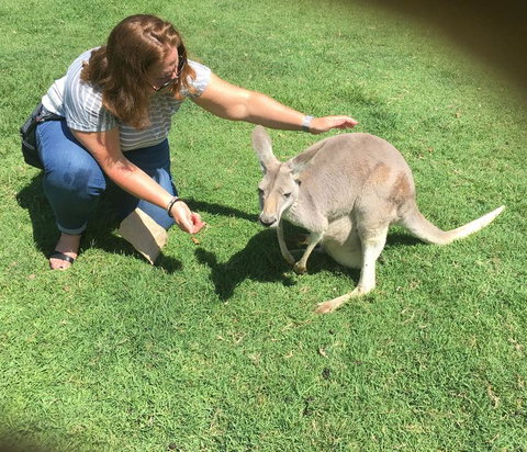 Lone Pine Koala Sanctuary Admission With Brisbane River Cruise - Mackay Tourism 13