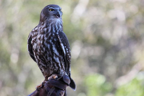 Lone Pine Koala Sanctuary Admission With Brisbane River Cruise - Mackay Tourism 11