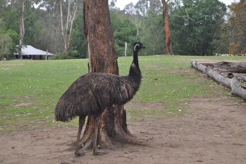 Lone Pine Koala Sanctuary Admission With Brisbane River Cruise - Mackay Tourism 5