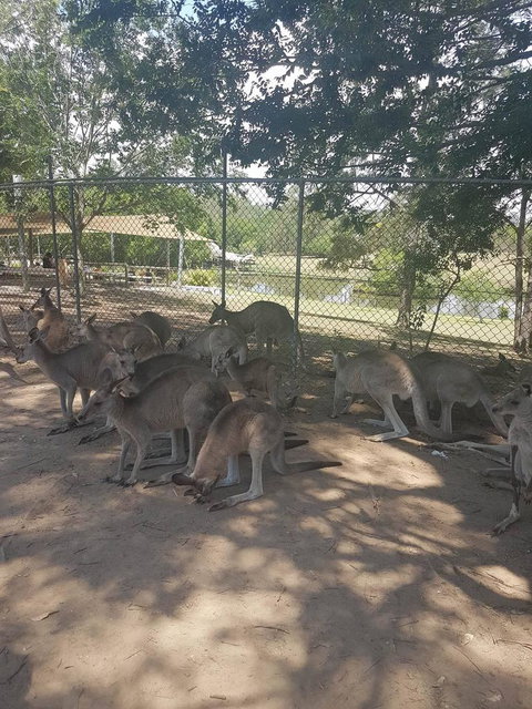 Lone Pine Koala Sanctuary Admission With Brisbane River Cruise - Mackay Tourism 18