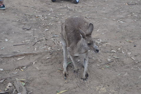 Lone Pine Koala Sanctuary Admission With Brisbane River Cruise - Mackay Tourism 3
