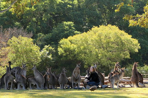 Lone Pine Koala Sanctuary Admission With Brisbane River Cruise - Mackay Tourism 27