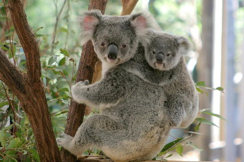 Lone Pine Koala Sanctuary Admission With Brisbane River Cruise - Mackay Tourism 28