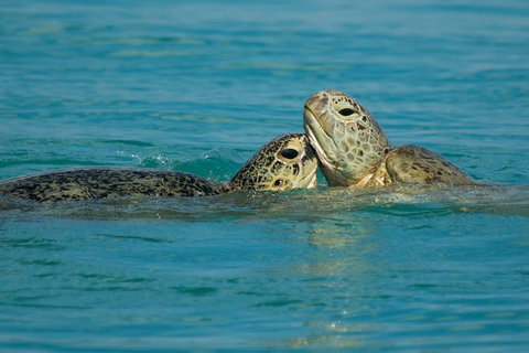 Great Sandy Marine Park Turtle Discovery And Cultural Eco Tour - Mackay Tourism 7