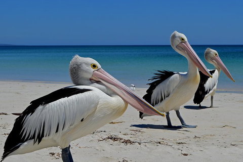 Great Sandy Marine Park Turtle Discovery And Cultural Eco Tour - Mackay Tourism 4