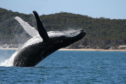 Hervey Bay Ultimate Whale Watching Cruise - Mackay Tourism 0