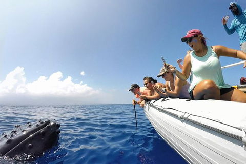 Hervey Bay Ultimate Whale Watching Cruise - Mackay Tourism 1