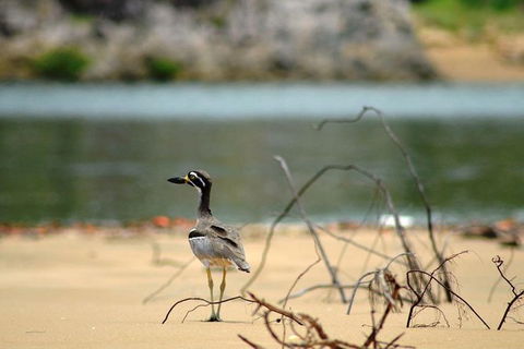 1770 Coastline Tour By LARC Amphibious Vehicle Including Picnic Lunch - Mackay Tourism 11