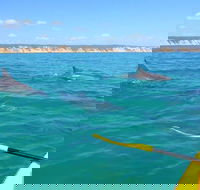 Half-Day Kayak with Dolphins and 4WD Beach Drive from Rainbow Beach - Mackay Tourism