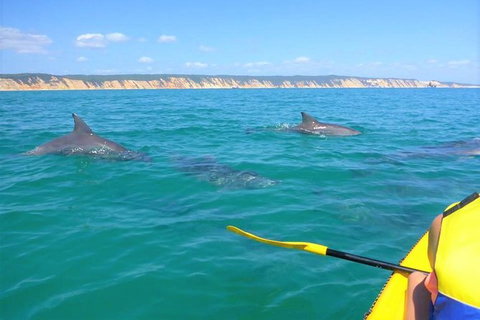 Half-Day Kayak With Dolphins And 4WD Beach Drive From Rainbow Beach - Mackay Tourism 0