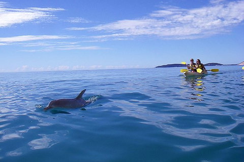 Half-Day Kayak With Dolphins And 4WD Beach Drive From Rainbow Beach - Mackay Tourism 9