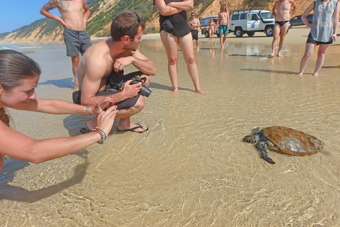 Half-Day Kayak With Dolphins And 4WD Beach Drive From Rainbow Beach - Mackay Tourism 11