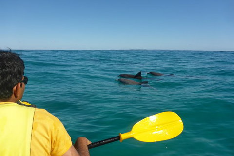 Half-Day Kayak With Dolphins And 4WD Beach Drive From Rainbow Beach - Mackay Tourism 6