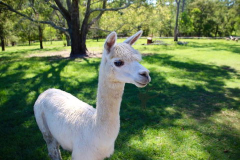 Half Day Animal Tour - Mackay Tourism 0