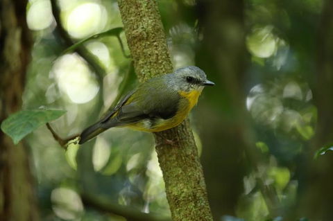 O'Reilly's Lamington National Park And Treetop Canopy Tour - Mackay Tourism 3