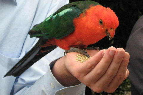 O'Reilly's Lamington National Park And Treetop Canopy Tour - Mackay Tourism 1