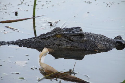 Darwin To Katherine Day Trip By Air Including Nitmiluk (Katherine) Gorge Cruise - Mackay Tourism 3